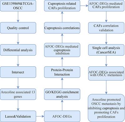 Arecoline Is Associated With Inhibition of Cuproptosis and Proliferation of Cancer-Associated Fibroblasts in Oral Squamous Cell Carcinoma: A Potential Mechanism for Tumor Metastasis